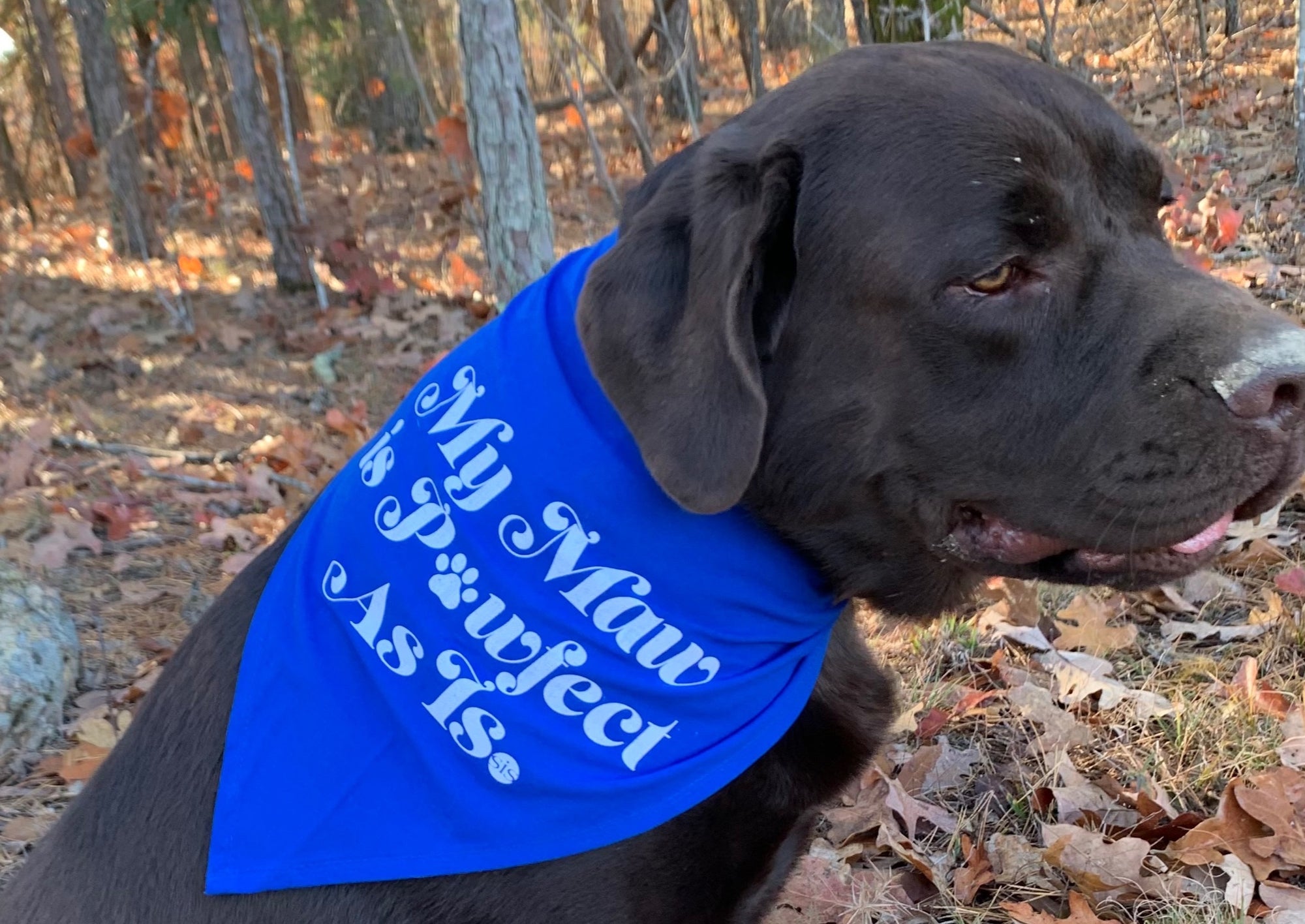 Black dog wearing blue bandana with message, symbol of support and awareness